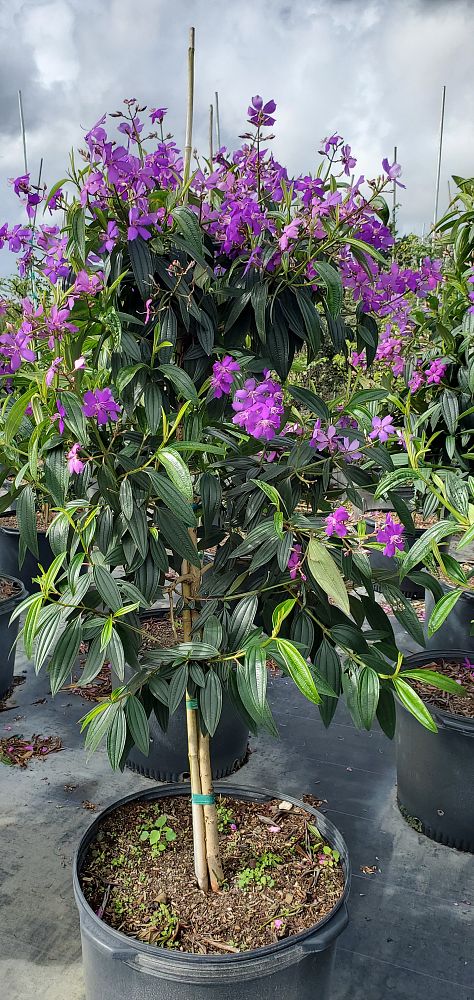 tibouchina-granulosa-purple-glory-tree