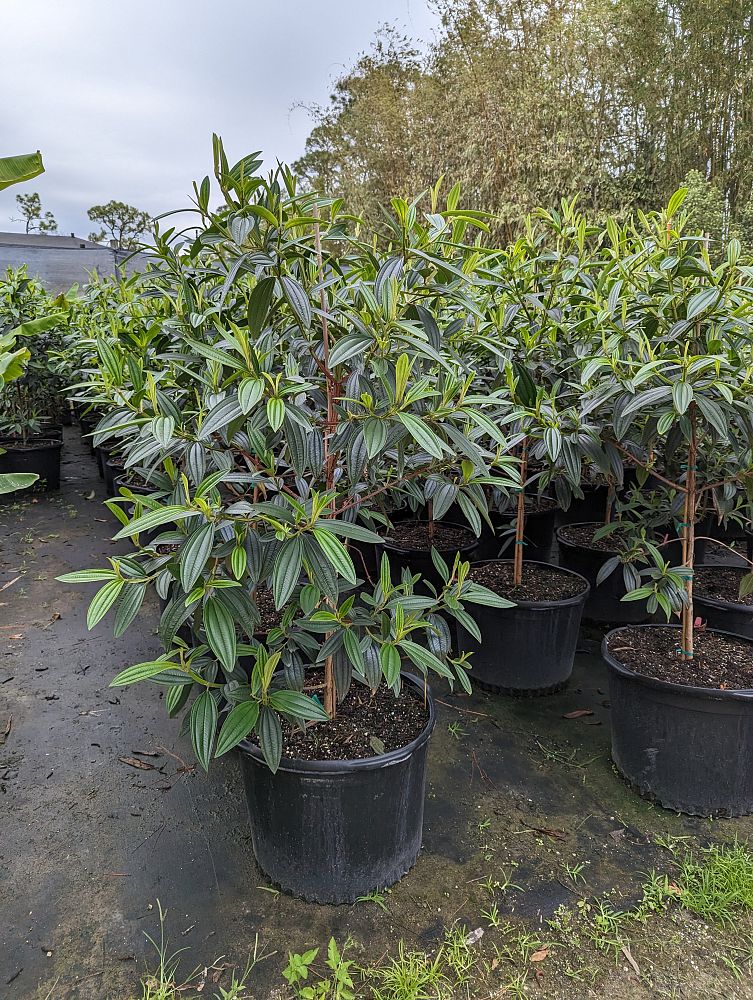 tibouchina-granulosa-purple-glory-tree