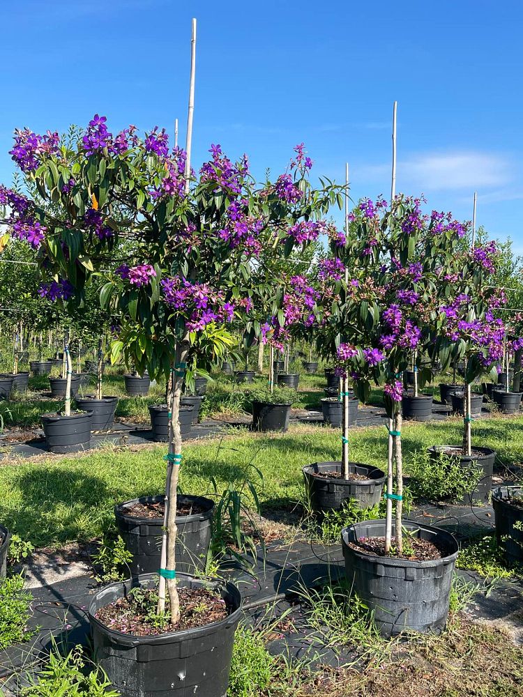 tibouchina-granulosa-purple-glory-tree