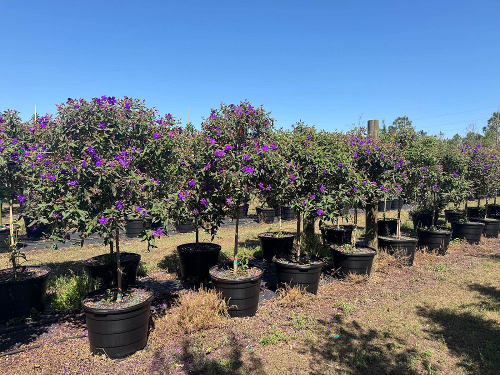 tibouchina-granulosa-purple-glory-tree