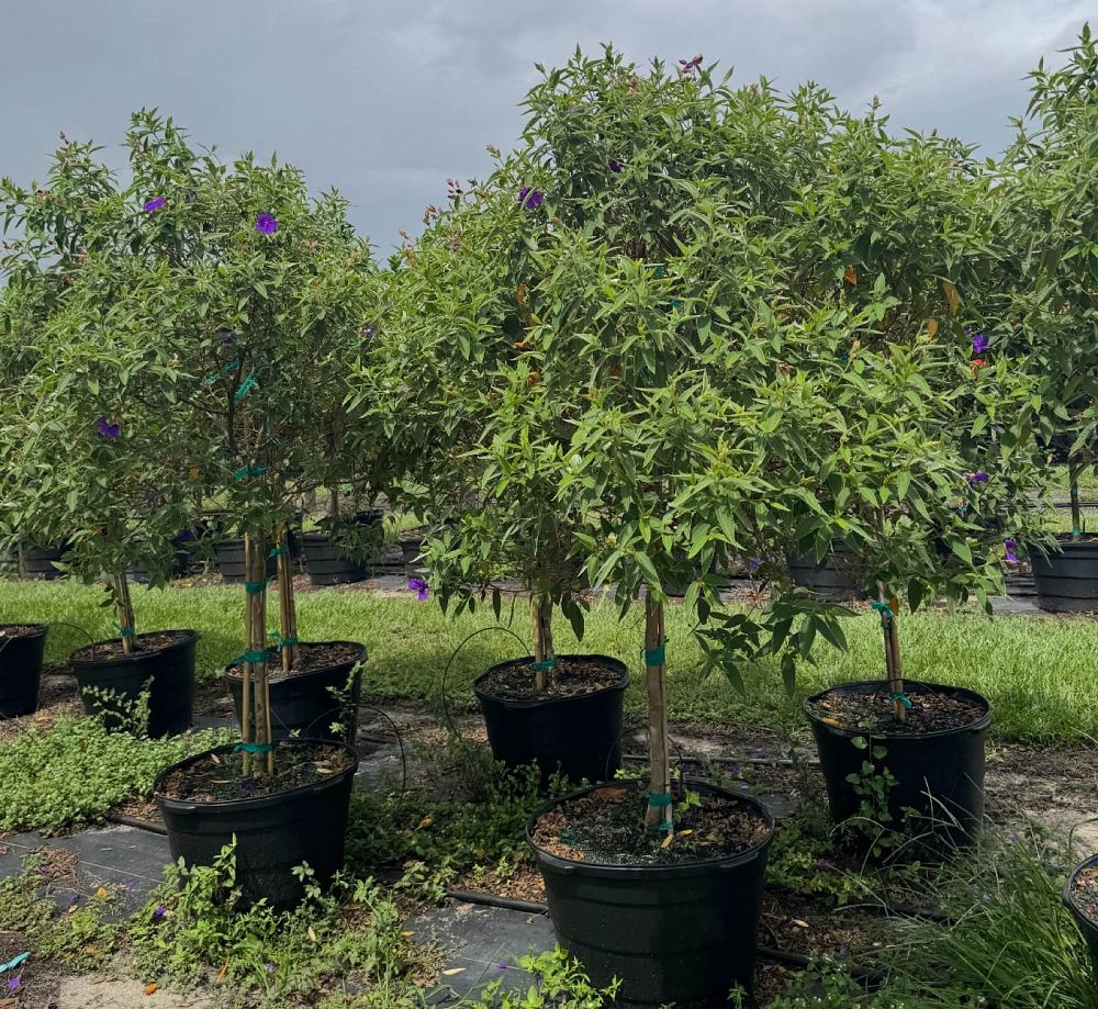 tibouchina-granulosa-purple-glory-tree
