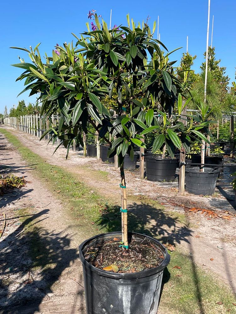 tibouchina-granulosa-purple-glory-tree