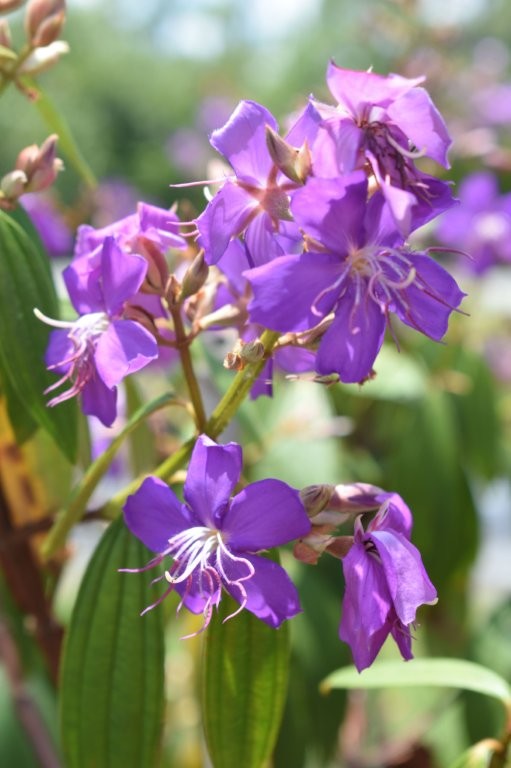 tibouchina-granulosa-purple-glory-tree