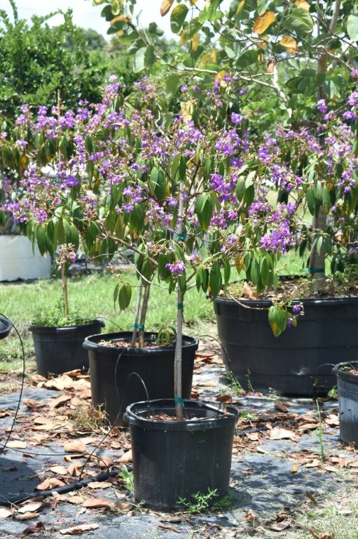tibouchina-granulosa-purple-glory-tree