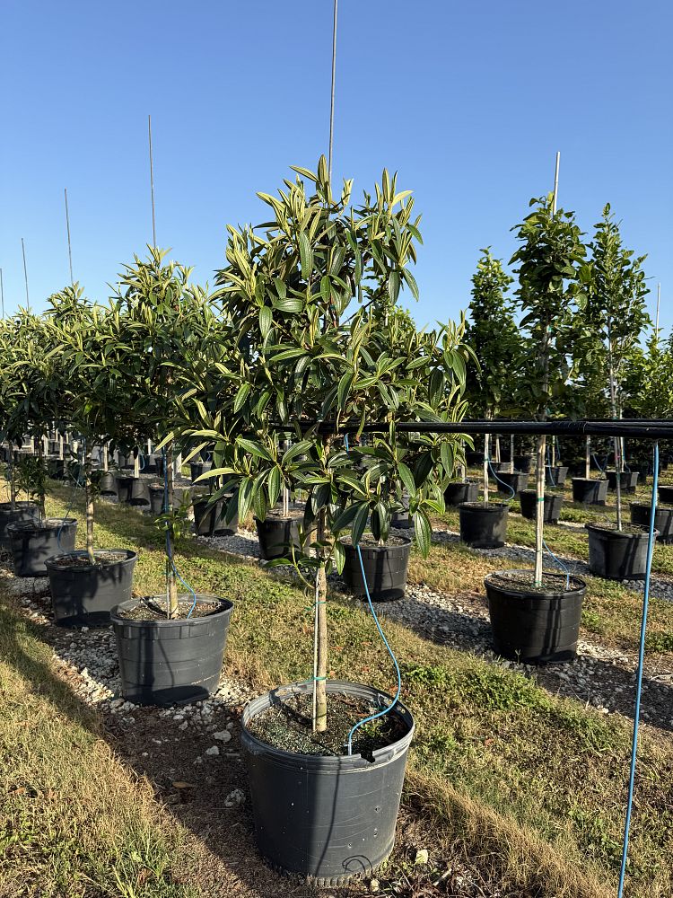 tibouchina-granulosa-purple-glory-tree