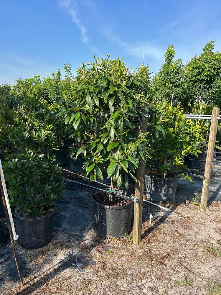 tibouchina-granulosa-purple-glory-tree
