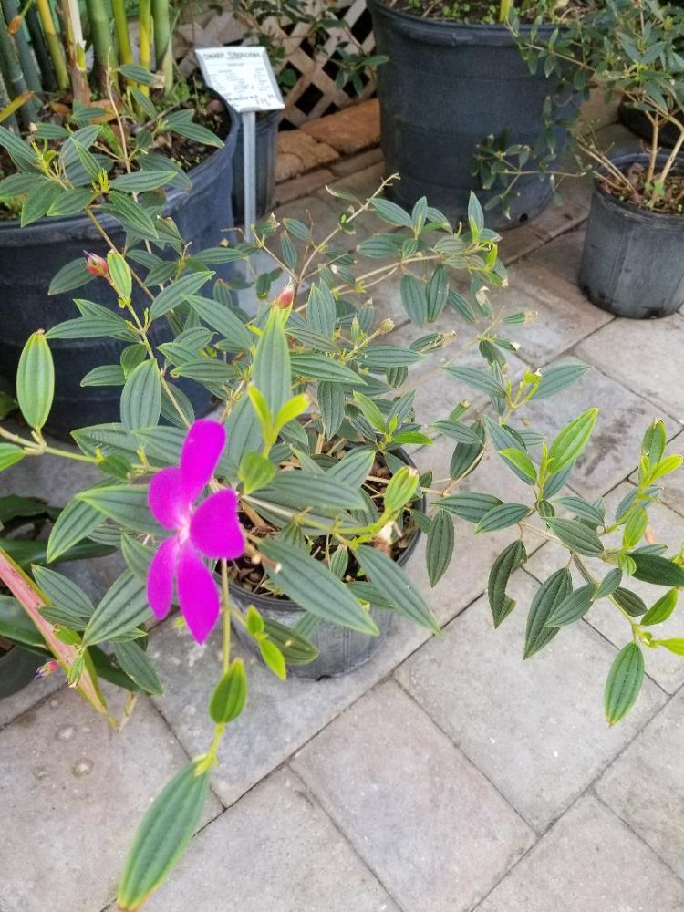 tibouchina-groovy-baby-dwarf-tibouchina