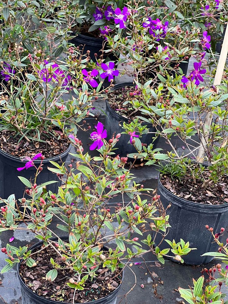 tibouchina-groovy-baby-dwarf-tibouchina