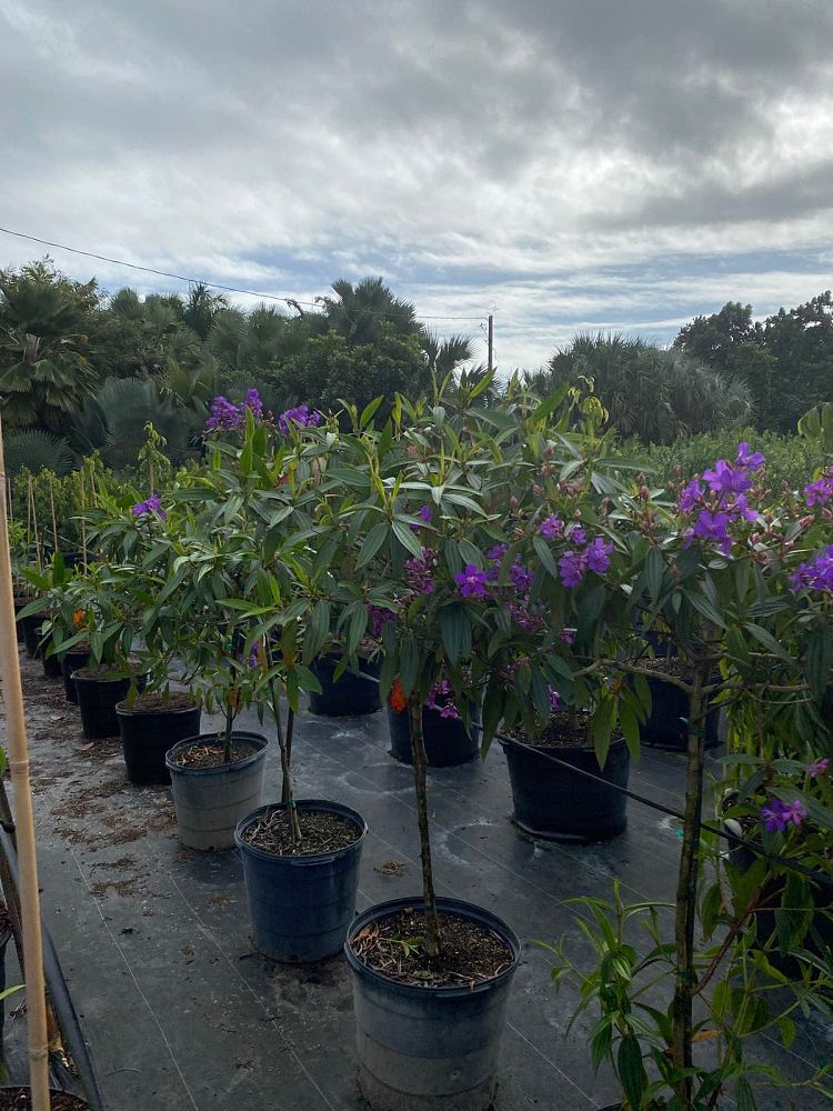 tibouchina-laxa-climbing-tibouchina