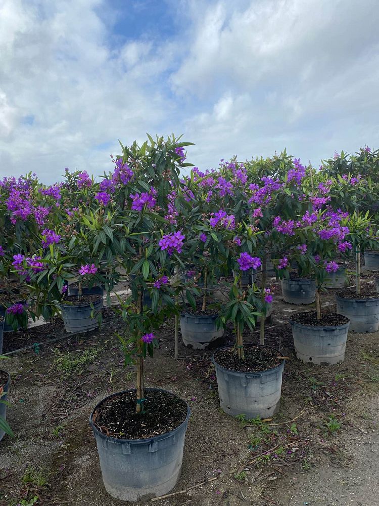 tibouchina-laxa-climbing-tibouchina