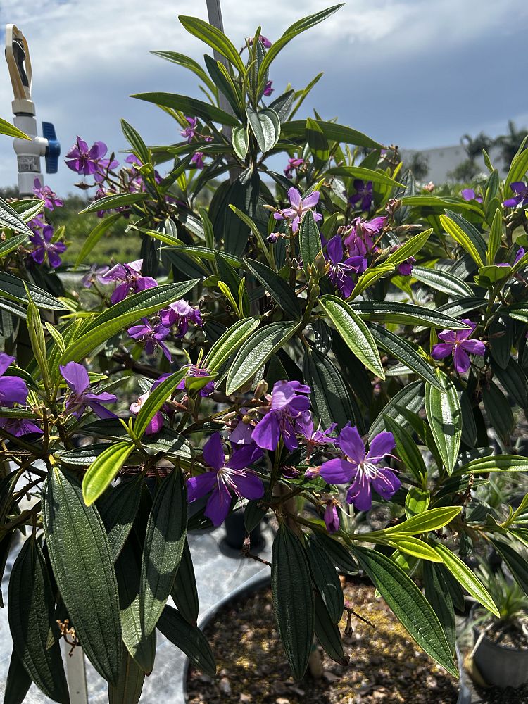 tibouchina-laxa-climbing-tibouchina