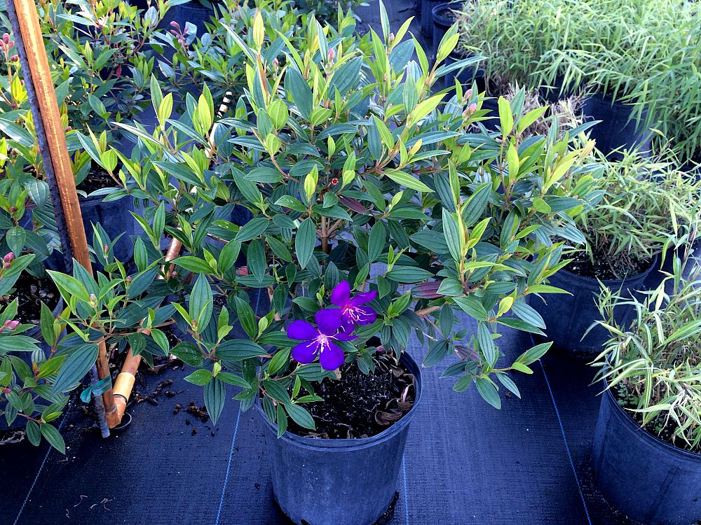 tibouchina-lepidota-glory-bush