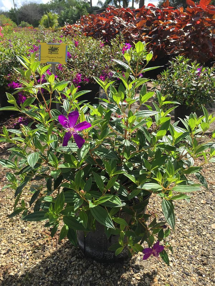 tibouchina-lepidota-glory-bush