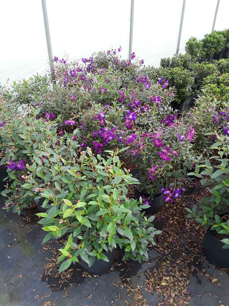 tibouchina-lepidota-glory-bush