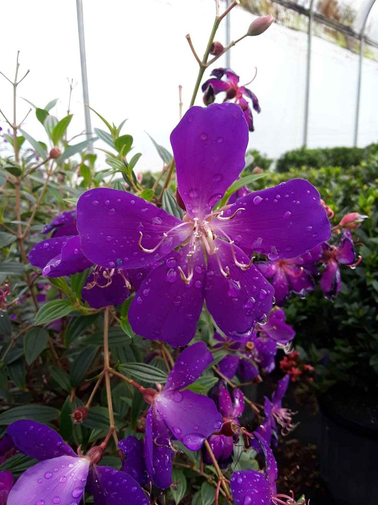 tibouchina-lepidota-glory-bush