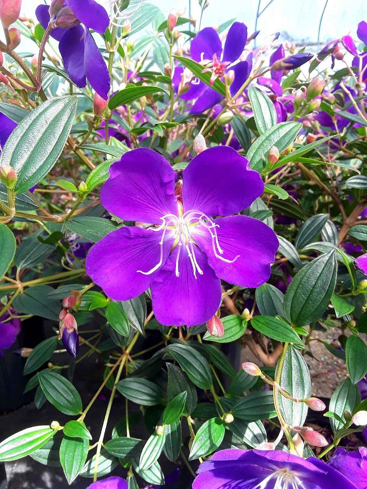 tibouchina-lepidota-glory-bush