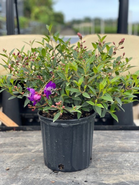 tibouchina-lepidota-glory-bush