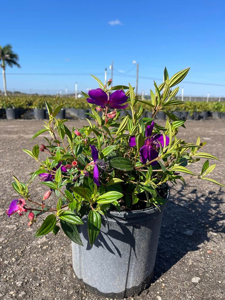tibouchina-lepidota-glory-bush