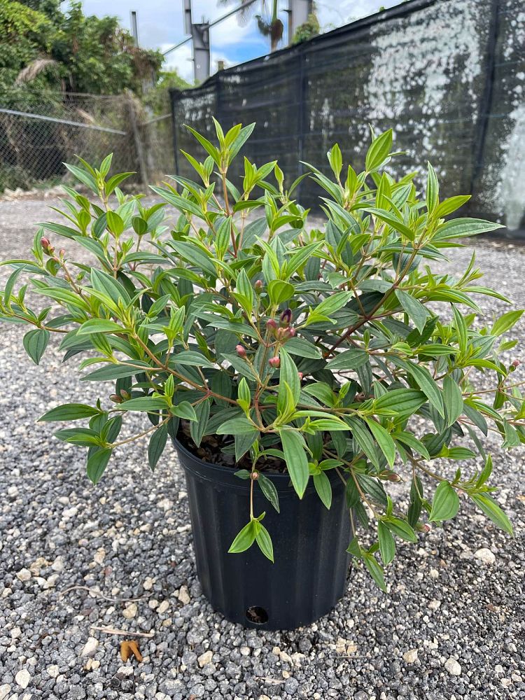 tibouchina-lepidota-glory-bush
