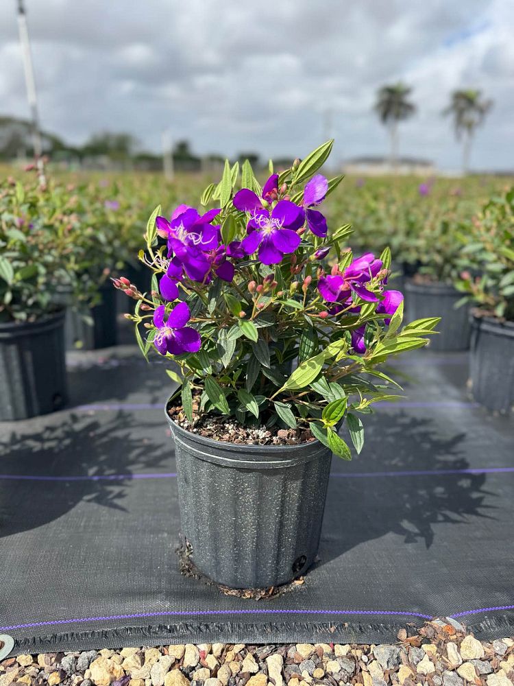 tibouchina-lepidota-glory-bush