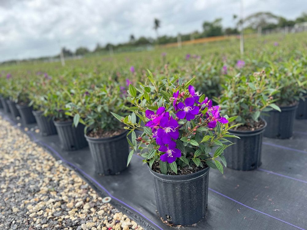 tibouchina-lepidota-glory-bush