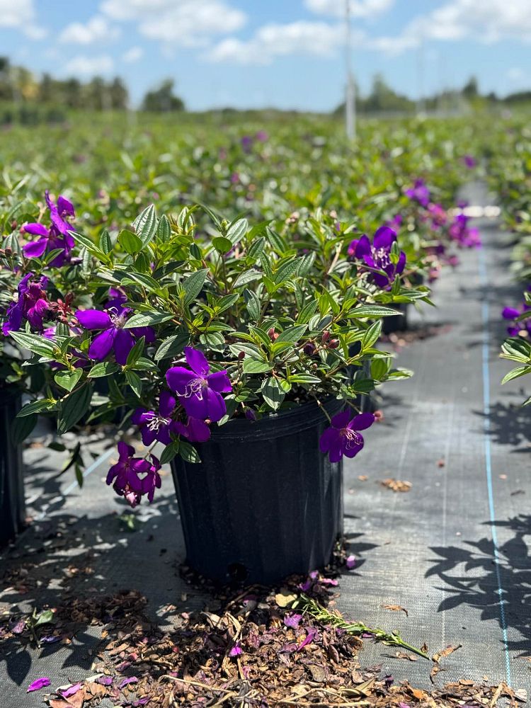 tibouchina-lepidota-glory-bush