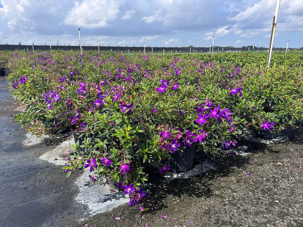 tibouchina-lepidota-glory-bush