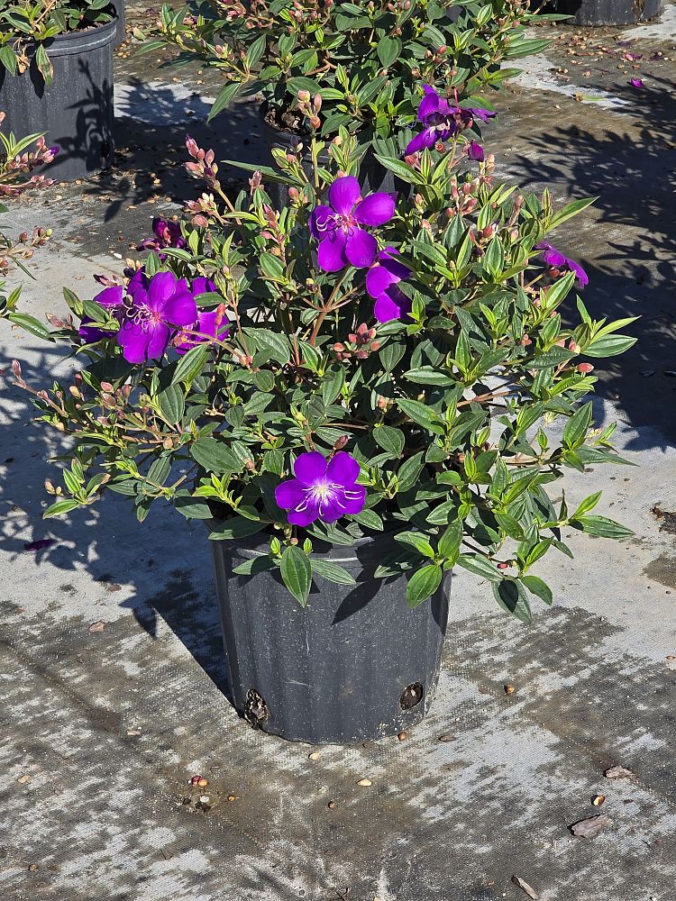 tibouchina-lepidota-glory-bush