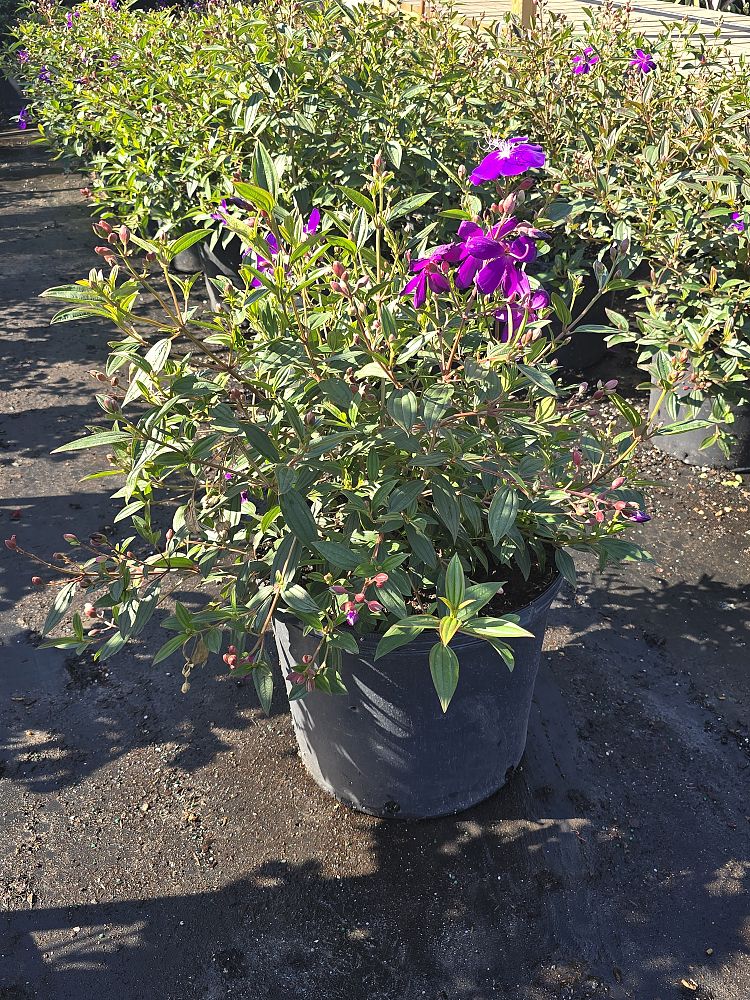 tibouchina-lepidota-glory-bush