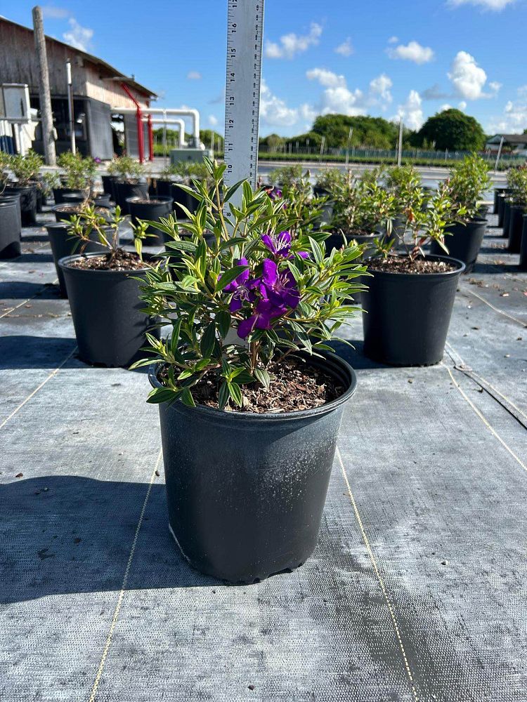 tibouchina-lepidota-glory-bush