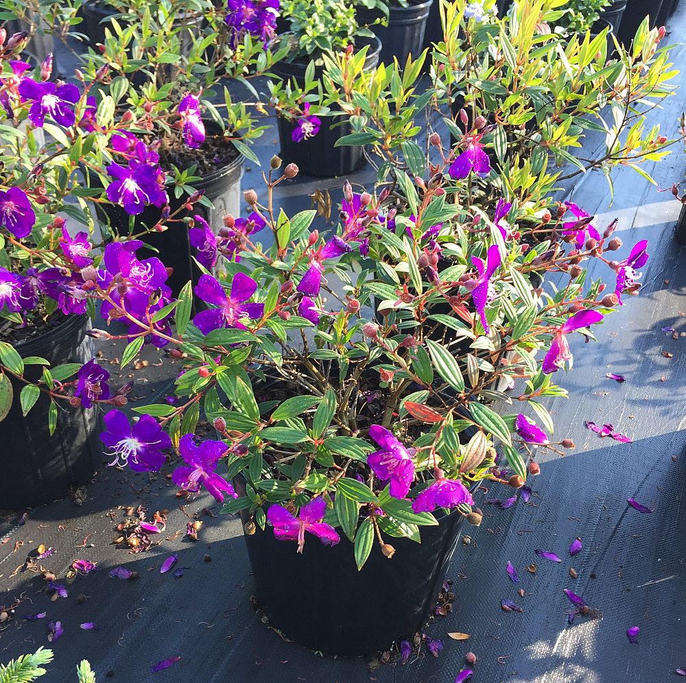 tibouchina-lepidota-variegata-glory-bush-variegated