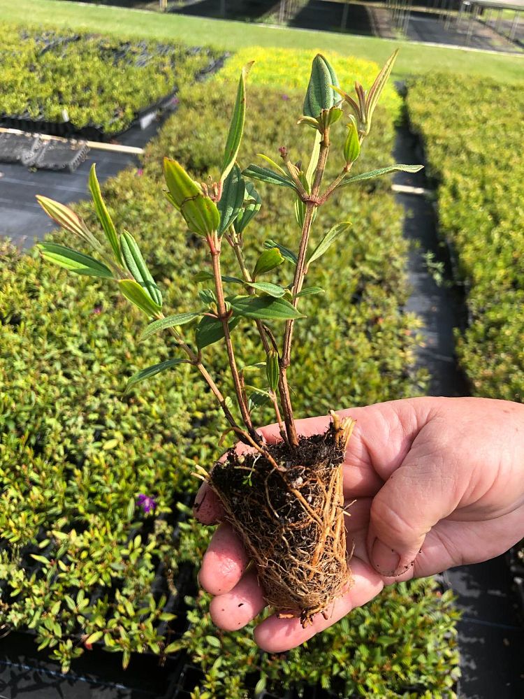 tibouchina-peace-baby-dwarf-tibouchina