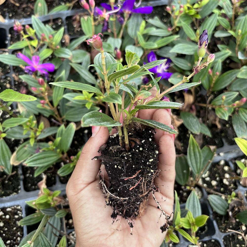 tibouchina-peace-baby-dwarf-tibouchina