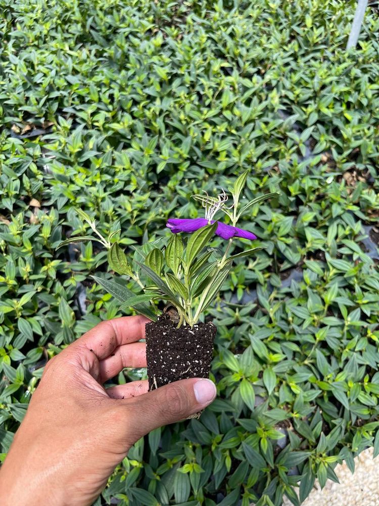 tibouchina-peace-baby-dwarf-tibouchina