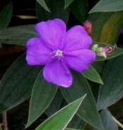 tibouchina-urvilleana-compacta-glory-bush-princess-flower-tibouchina-semidecandra