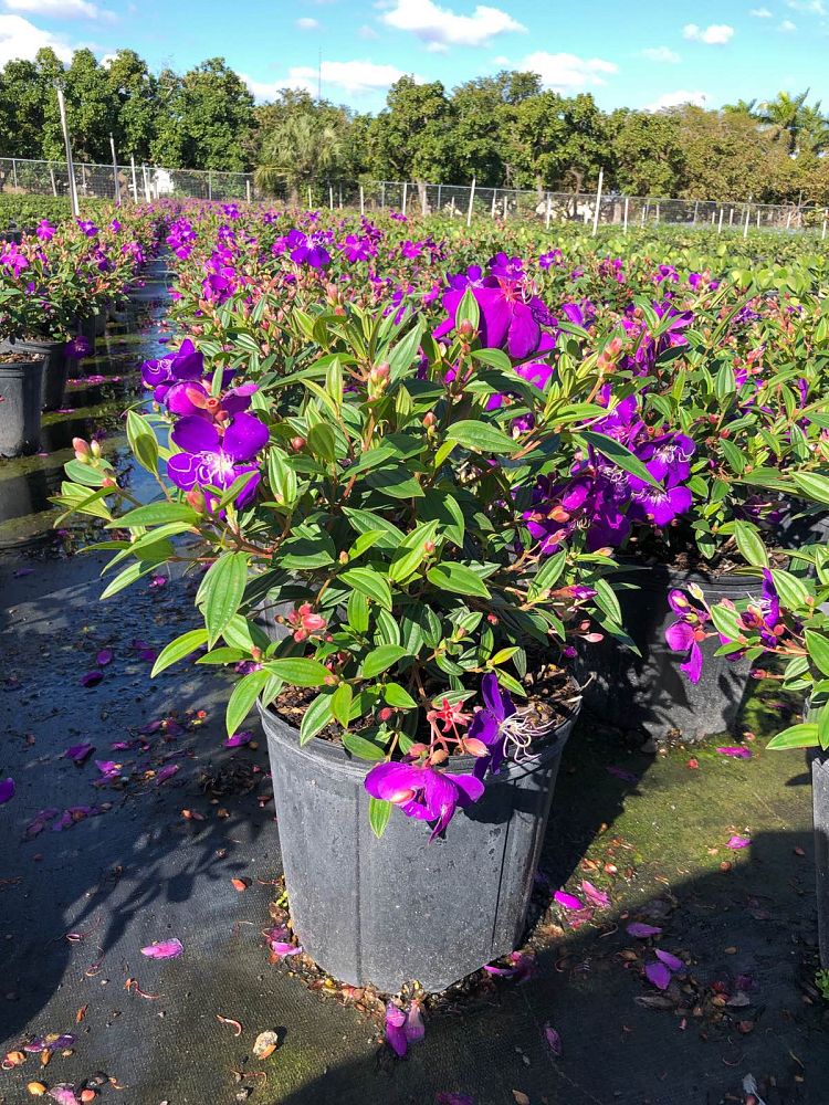 tibouchina-urvilleana-compacta-glory-bush-princess-flower-tibouchina-semidecandra