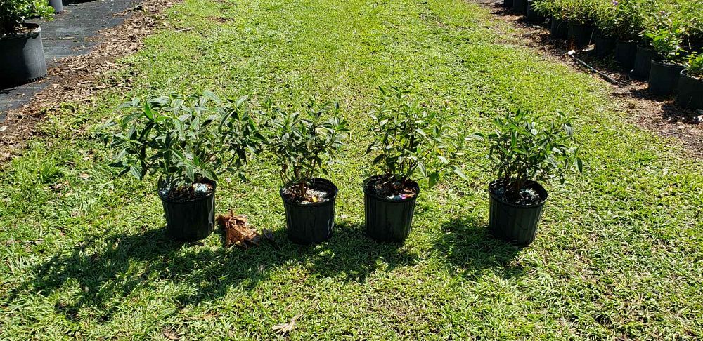 tibouchina-urvilleana-compacta-glory-bush-princess-flower-tibouchina-semidecandra