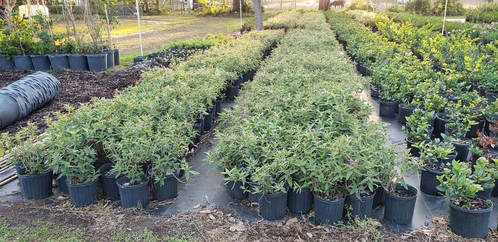 tibouchina-urvilleana-compacta-glory-bush-princess-flower-tibouchina-semidecandra