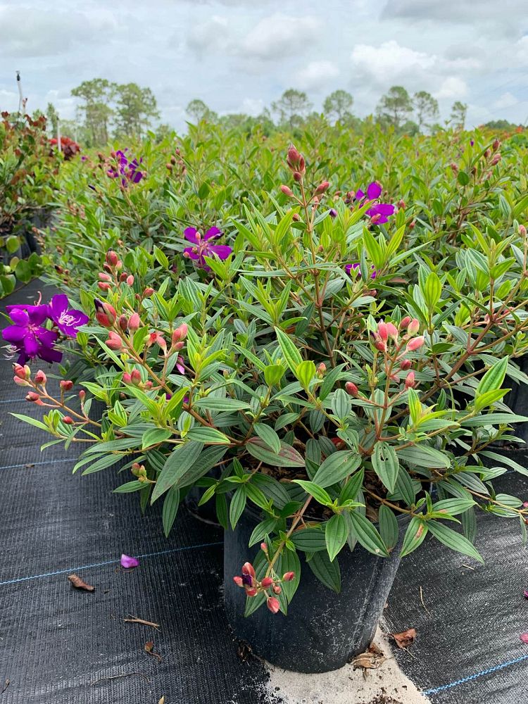 tibouchina-urvilleana-compacta-glory-bush-princess-flower-tibouchina-semidecandra