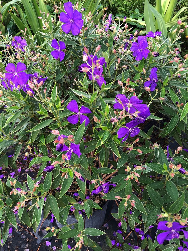 tibouchina-urvilleana-compacta-glory-bush-princess-flower-tibouchina-semidecandra