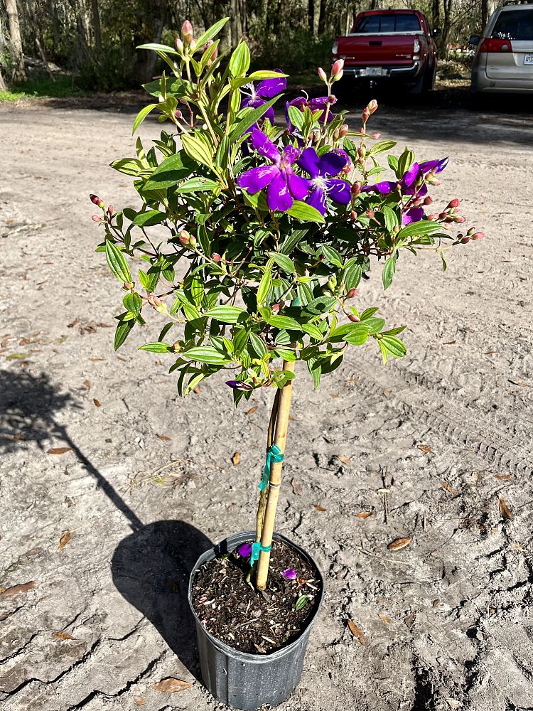 tibouchina-urvilleana-compacta-glory-bush-princess-flower-tibouchina-semidecandra