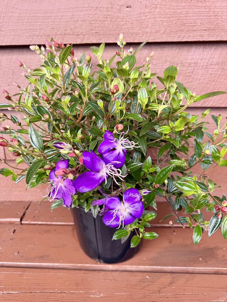 tibouchina-urvilleana-compacta-glory-bush-princess-flower-tibouchina-semidecandra