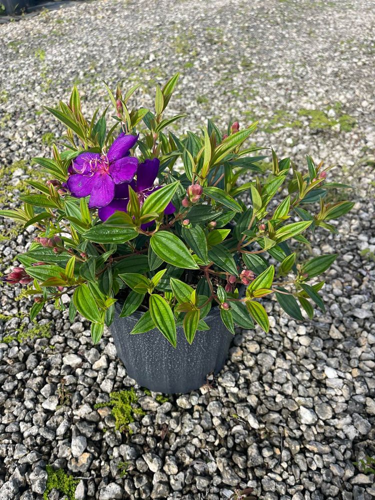 tibouchina-urvilleana-compacta-glory-bush-princess-flower-tibouchina-semidecandra
