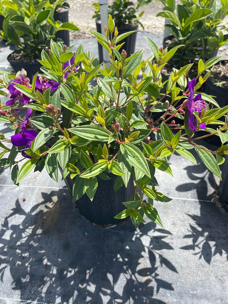 tibouchina-urvilleana-compacta-glory-bush-princess-flower-tibouchina-semidecandra