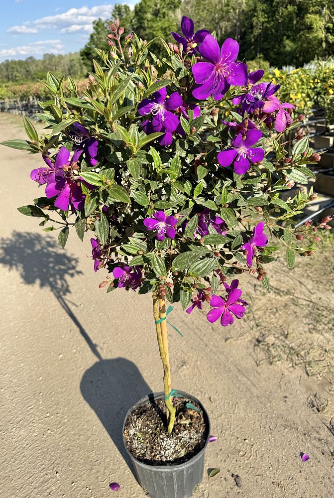 tibouchina-urvilleana-compacta-glory-bush-princess-flower-tibouchina-semidecandra