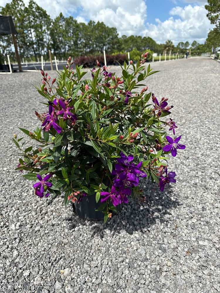 tibouchina-urvilleana-compacta-glory-bush-princess-flower-tibouchina-semidecandra