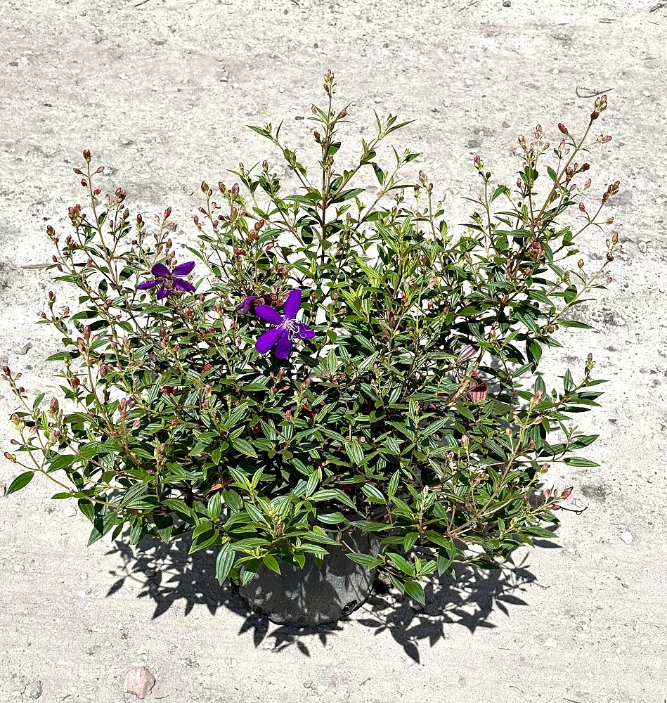 tibouchina-urvilleana-compacta-glory-bush-princess-flower-tibouchina-semidecandra