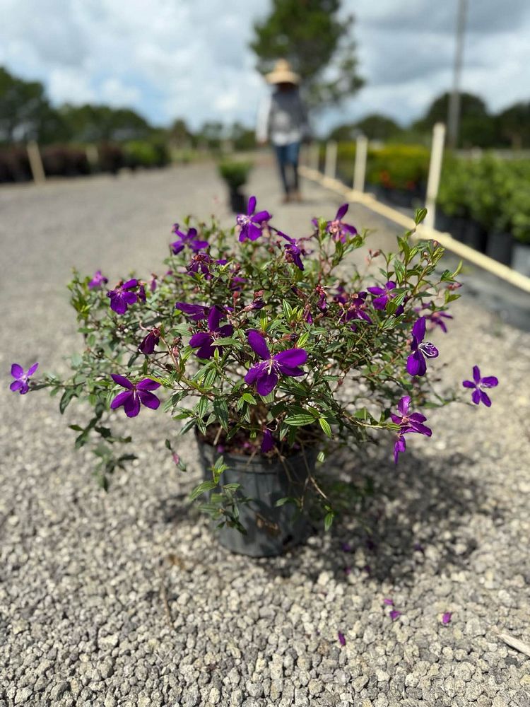 tibouchina-urvilleana-compacta-glory-bush-princess-flower-tibouchina-semidecandra