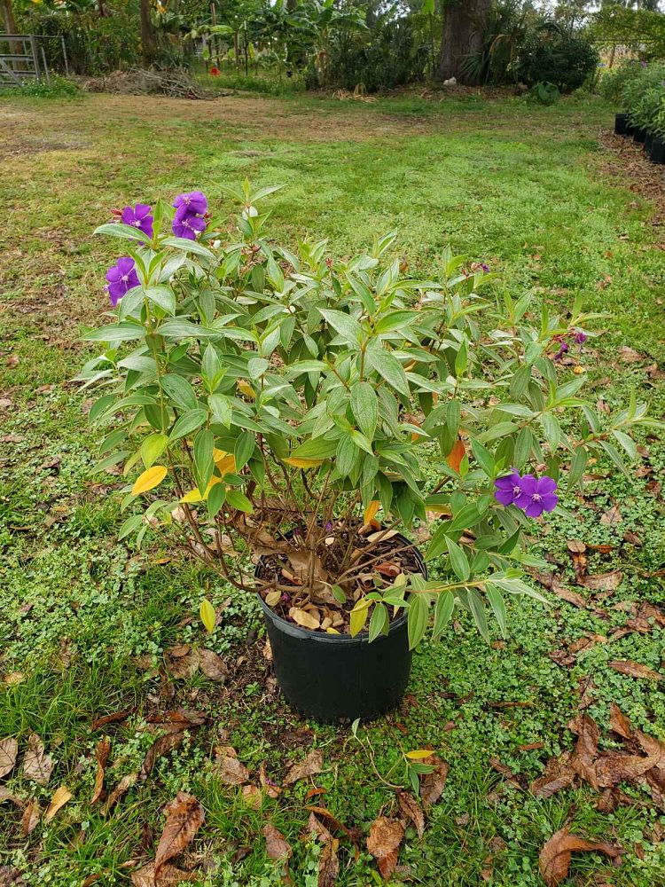 tibouchina-urvilleana-edwardsii-glory-bush-princess-flower-tibouchina-semidecandra