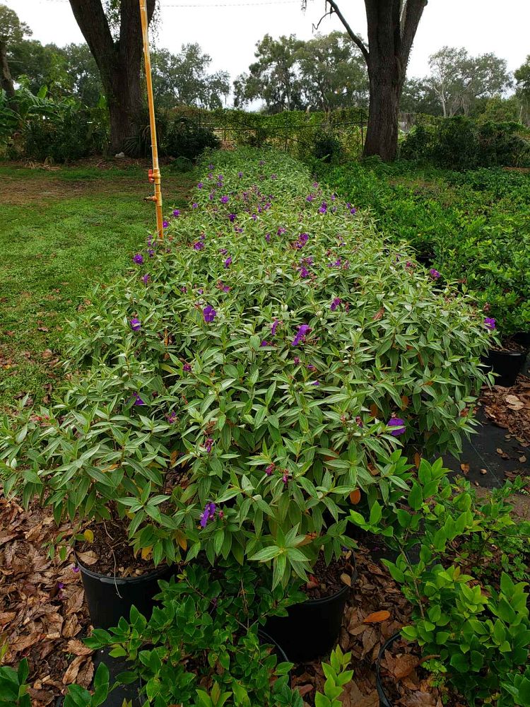 tibouchina-urvilleana-edwardsii-glory-bush-princess-flower-tibouchina-semidecandra